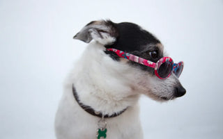 Dog with sunglasses at an outdoor location — for high-UV environments UV400-rated lenses provide genuine functional protection