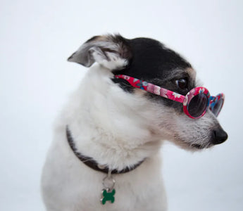 Dog with sunglasses at an outdoor location — for high-UV environments UV400-rated lenses provide genuine functional protection
