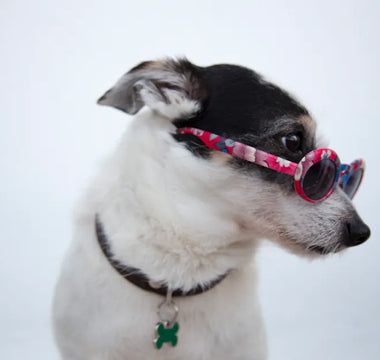 Dog with sunglasses at an outdoor location — for high-UV environments UV400-rated lenses provide genuine functional protection