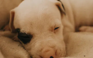 Dog relaxing comfortably — matching the bed type to the dog's natural sleeping position is the simplest decision guide