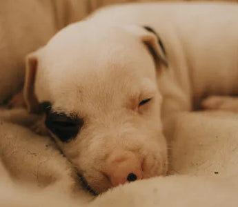 Dog relaxing comfortably — matching the bed type to the dog's natural sleeping position is the simplest decision guide