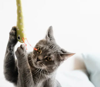 Cat eating from a shallow feeder — shallow profile designs prevent whisker fatigue and work with cat tongue mechanics