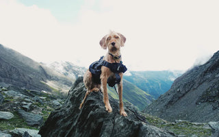 Dog adventuring outdoors — high-visibility accessories and proper hydration gear are essential for trail safety
