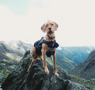 Dog adventuring outdoors — high-visibility accessories and proper hydration gear are essential for trail safety