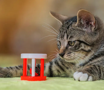 Cat watching outdoors through a window — novelty and movement drive cat toy engagement more than price or complexity