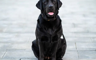 Lab with harness on grass — active large breed dogs need size-appropriate feeding enrichment to slow eating pace