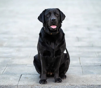 Lab with harness on grass — active large breed dogs need size-appropriate feeding enrichment to slow eating pace