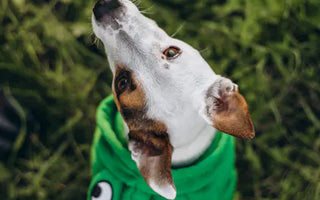 Dog dressed in stylish earth-tone clothing — neutral palettes are the most versatile and photogenic for 2026