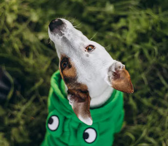 Dog dressed in stylish earth-tone clothing — neutral palettes are the most versatile and photogenic for 2026