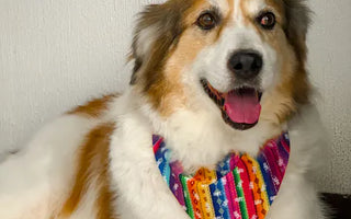 Dog wearing a stylish bandana outdoors — correct sizing ensures the bandana sits beautifully and comfortably