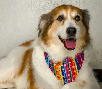 Dog wearing a stylish bandana outdoors — correct sizing ensures the bandana sits beautifully and comfortably