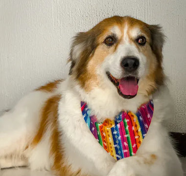 Dog wearing a stylish bandana outdoors — correct sizing ensures the bandana sits beautifully and comfortably