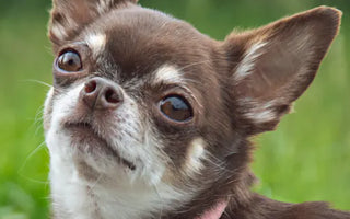 Chihuahua in pink sweater — for brachycephalic small breeds lick mats are often the most comfortable feeding format
