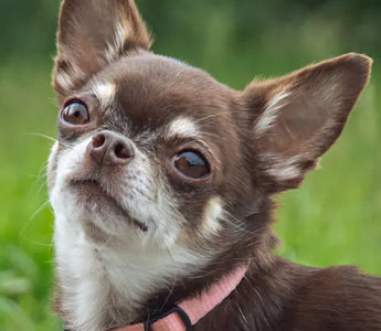 Chihuahua in pink sweater — for brachycephalic small breeds lick mats are often the most comfortable feeding format