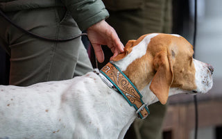 Dog with collar accessories outdoors — understanding the difference between active and passive visibility matters for night safety