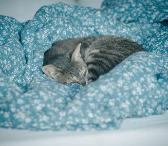 Cat resting comfortably — different cat bed types suit different sleep styles, from curlers to stretchers