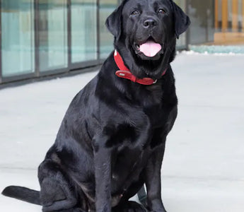 Yellow Labrador on grass — large deep-chested breeds benefit most from slow feeder bloat prevention strategies