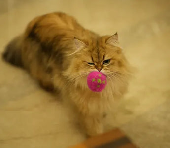 Indoor cat investigating a toy — the foraging instinct is as strong in domesticated cats as it is in their wild counterparts