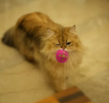Indoor cat investigating a toy — the foraging instinct is as strong in domesticated cats as it is in their wild counterparts