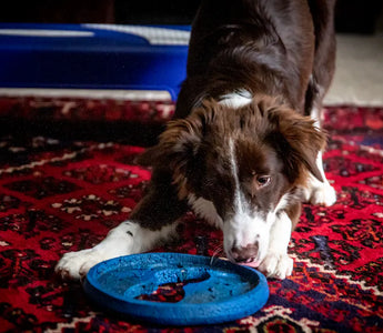 Active Border Collie — working breed dogs were bred to engage their minds and bodies for hours daily and their enrichment needs reflect this