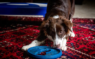 Active Border Collie — daily play sessions satisfy prey drive and physical needs that puzzle feeders cannot address alone