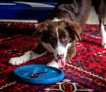 Border Collie puppy mid-play — young dogs in high-drive breeds have extraordinary daily cognitive needs that must be met to prevent anxiety