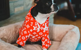Dog in a hoodie outdoors — relaxed posture and natural engagement with the environment indicate comfortable clothing acceptance