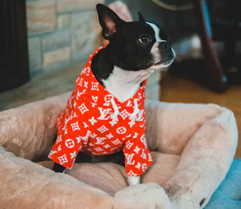 Dog in a hoodie outdoors — relaxed posture and natural engagement with the environment indicate comfortable clothing acceptance