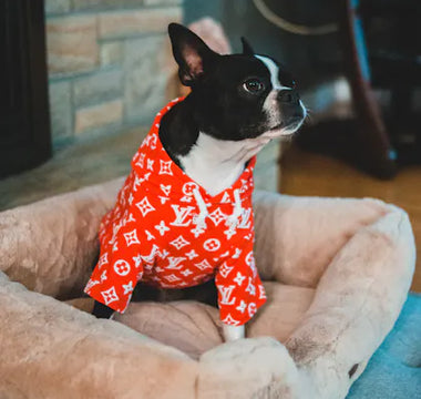 Dog in a hoodie outdoors — relaxed posture and natural engagement with the environment indicate comfortable clothing acceptance