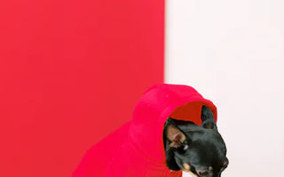 Jack Russell Terrier in a stylish outdoor hoodie — design features determine whether a hoodie provides real thermal protection