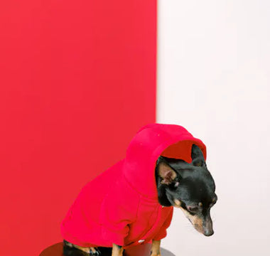 Jack Russell Terrier in a stylish outdoor hoodie — design features determine whether a hoodie provides real thermal protection