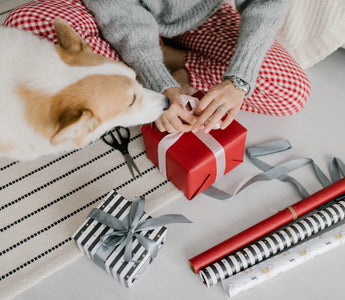 Happy dog with owner — the best dog gifts improve the owner's daily experience and the dog's enrichment and wellbeing