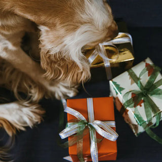 Cat in a cosy holiday setting — the best holiday gifts for cats are enrichment items that improve daily life rather than novelty items