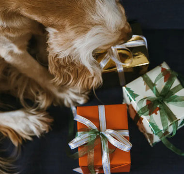 Cat in a cosy holiday setting — the best holiday gifts for cats are enrichment items that improve daily life rather than novelty items