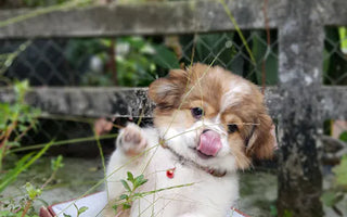 Puppy being introduced to enrichment — the earlier the habit forms the better the long-term outcome