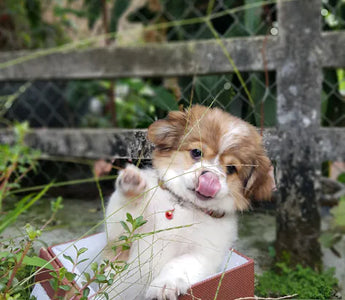 Puppy being introduced to enrichment — the earlier the habit forms the better the long-term outcome