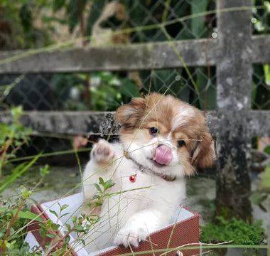 Puppy being introduced to enrichment — the earlier the habit forms the better the long-term outcome