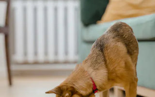 Dog eating enthusiastically — air ingestion during fast eating causes visible post-meal belly distension