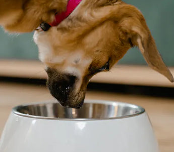 Border Collie puppy engaged in active problem-solving — high-drive breeds need the cognitive challenge a puzzle feeder delivers
