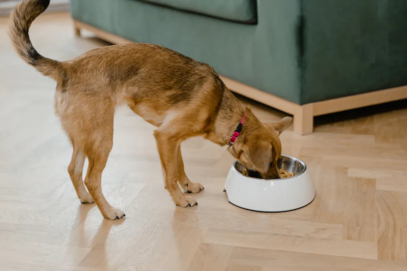 Puppy at mealtime — building positive associations with feeding tools from an early age leads to the fastest, most permanent adoption